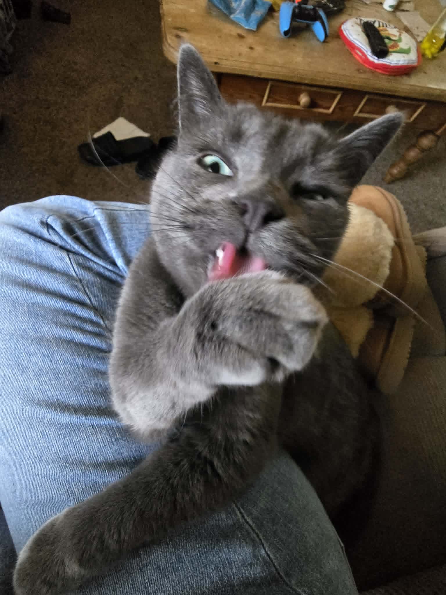 Gray cat licking a paw on a lap