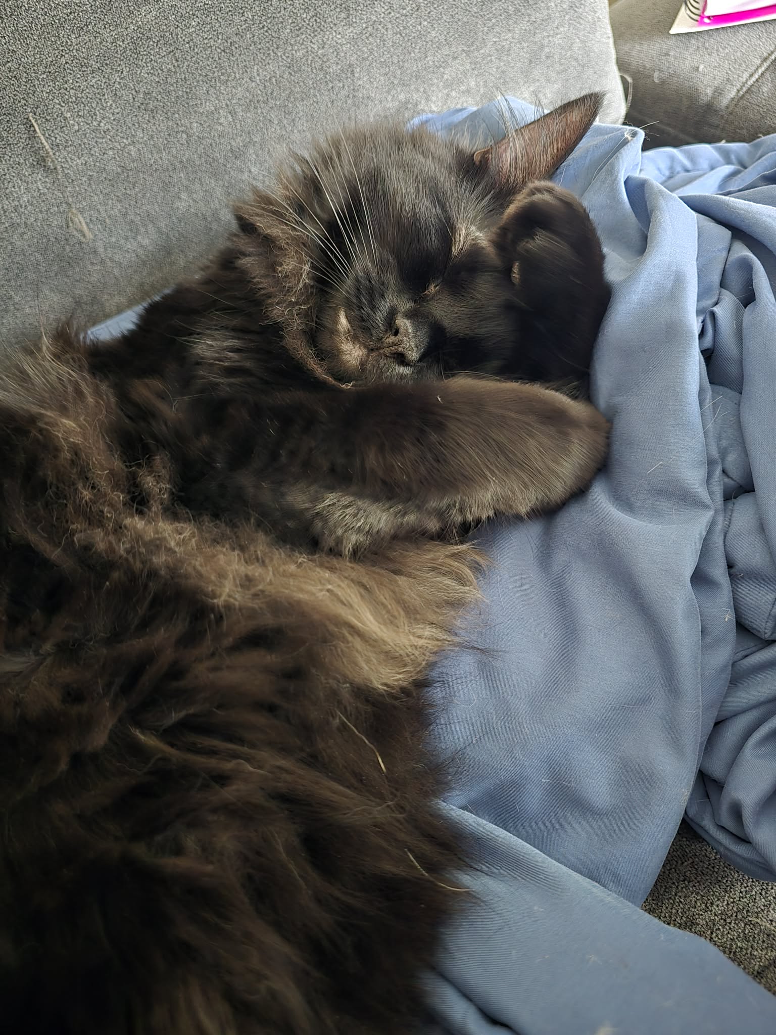 Fluffy black-gray cat sleeps curled on a light blue blanket on a couch.