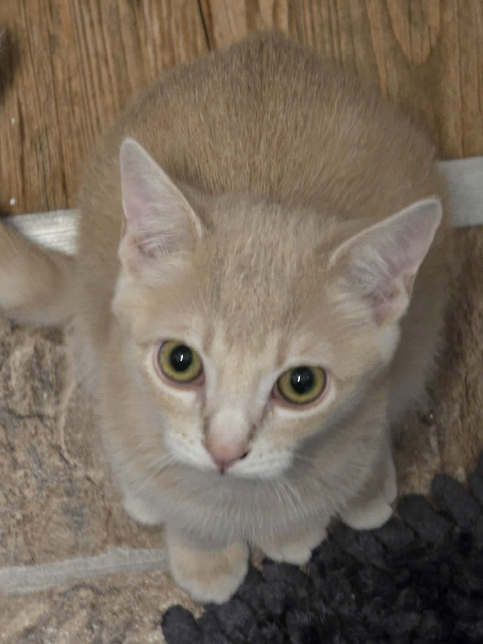 Buff tabby kitten sits on a tiled floor looking up at the camera.