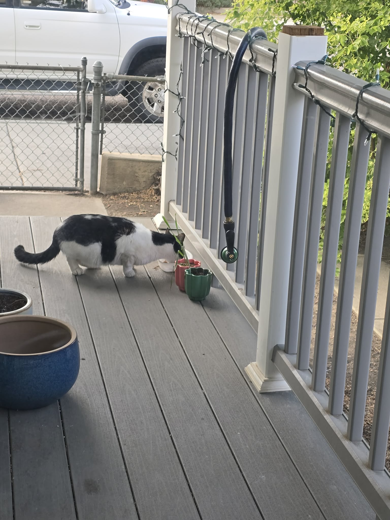Black-and-white cat eats from a white bowl on a gray wooden porch.