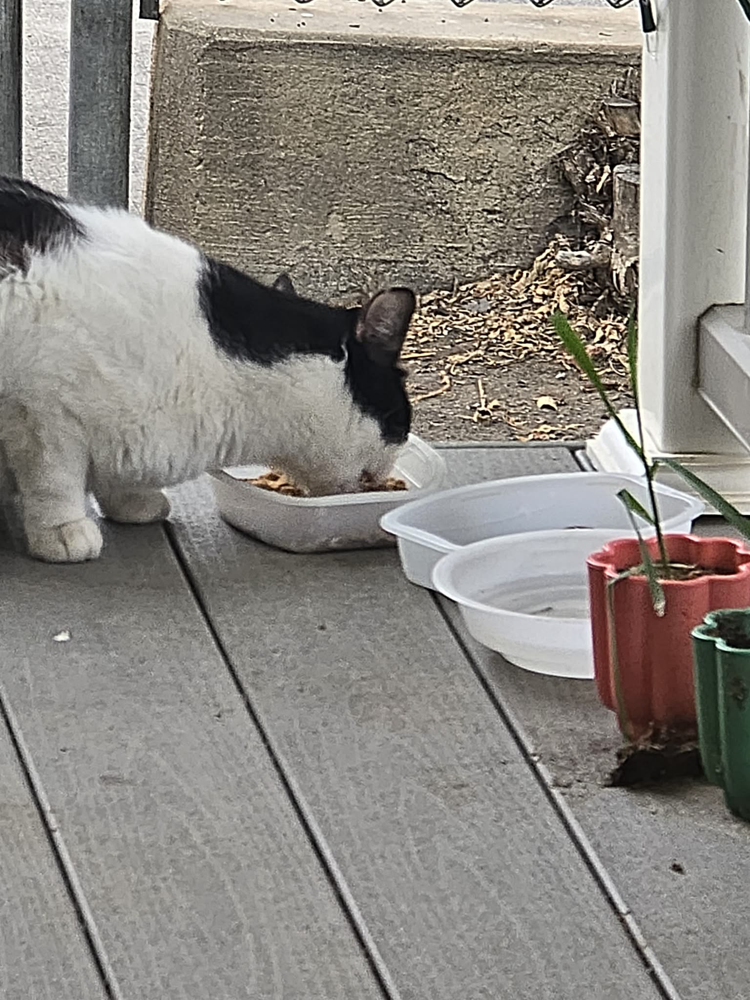 Black-and-white cat eats from a white container on a gray deck.