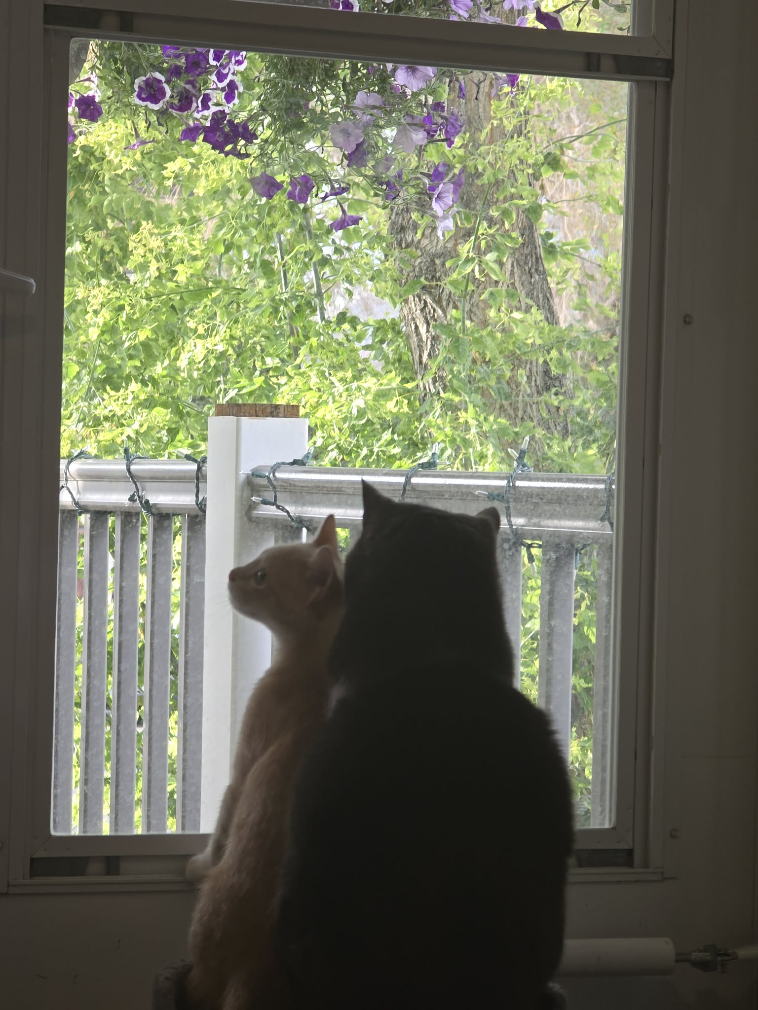 Dark gray cat and buff kitten sit looking out a bright window.
