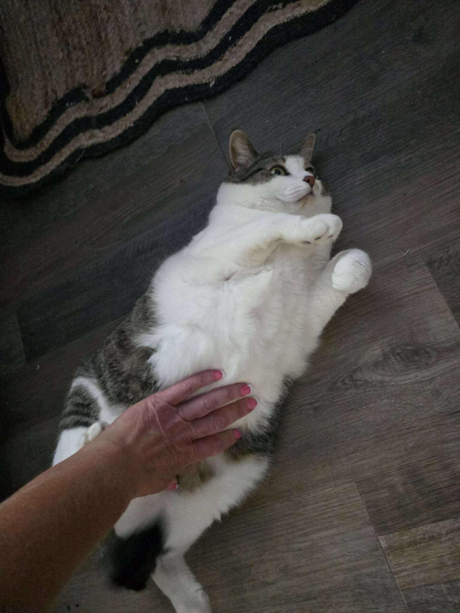 White cat with gray patches lies on its back on a wood floor.