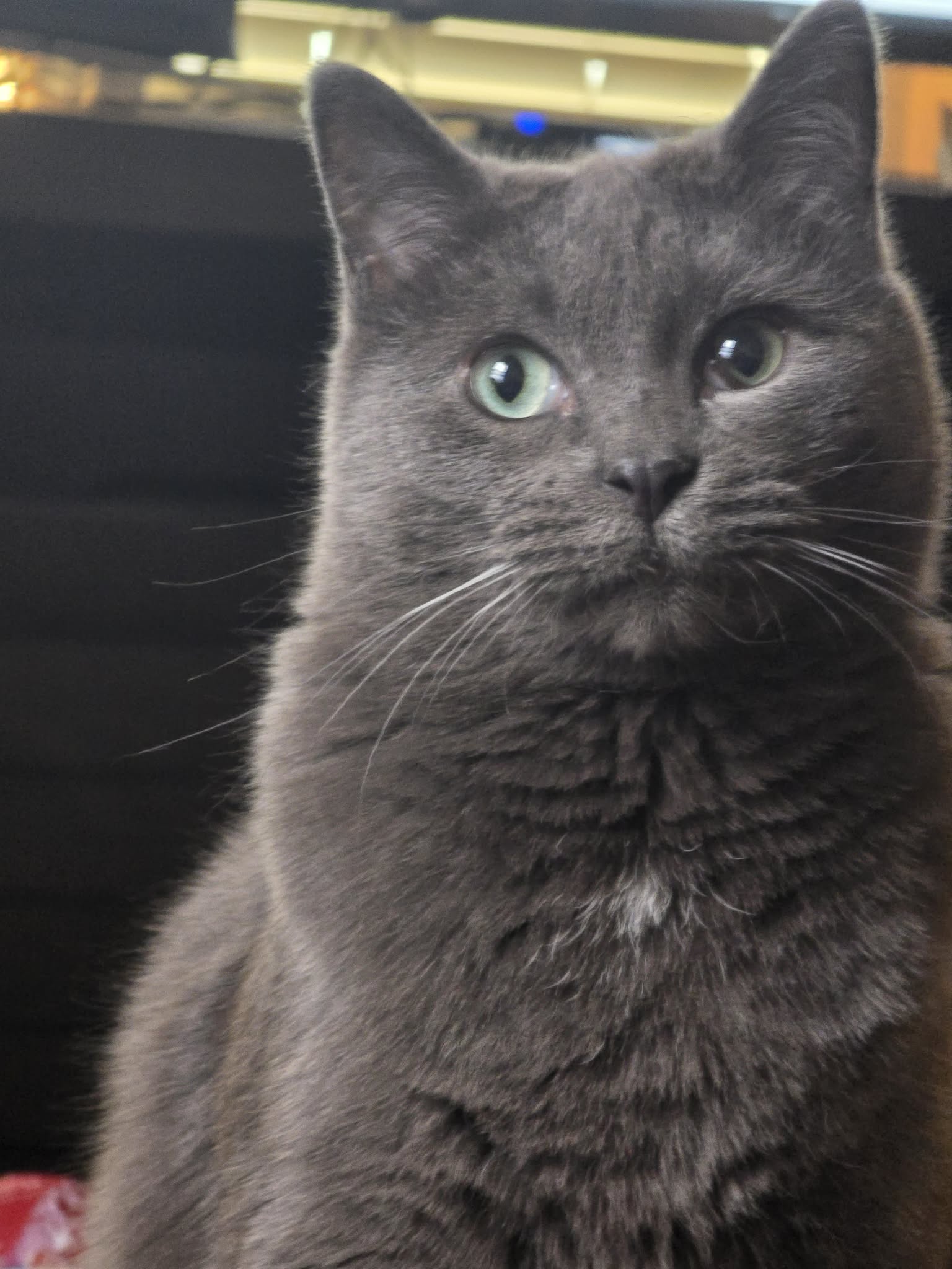 Solid gray cat sits upright looking forward against a dark background.