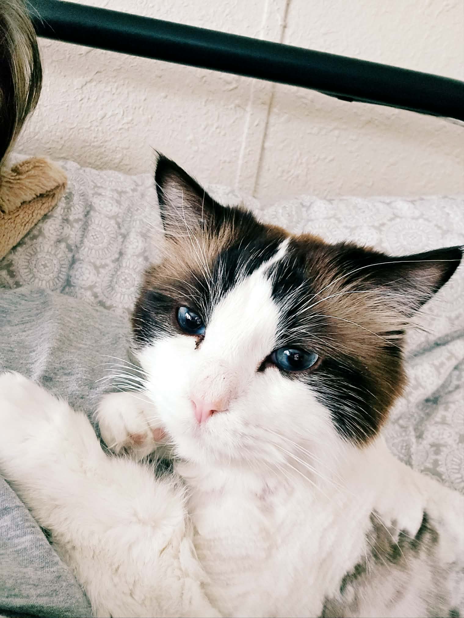 White cat with dark face mask and blue eyes lies on patterned bedding.