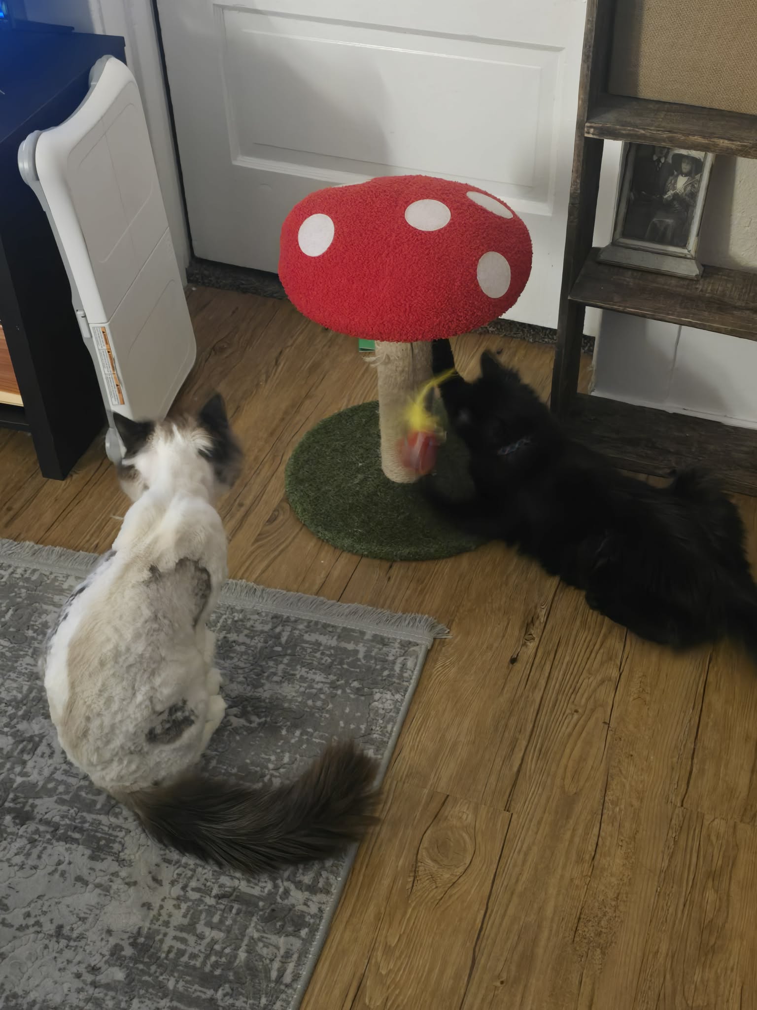Black cat and white-brown cat play near a mushroom scratching post indoors.
