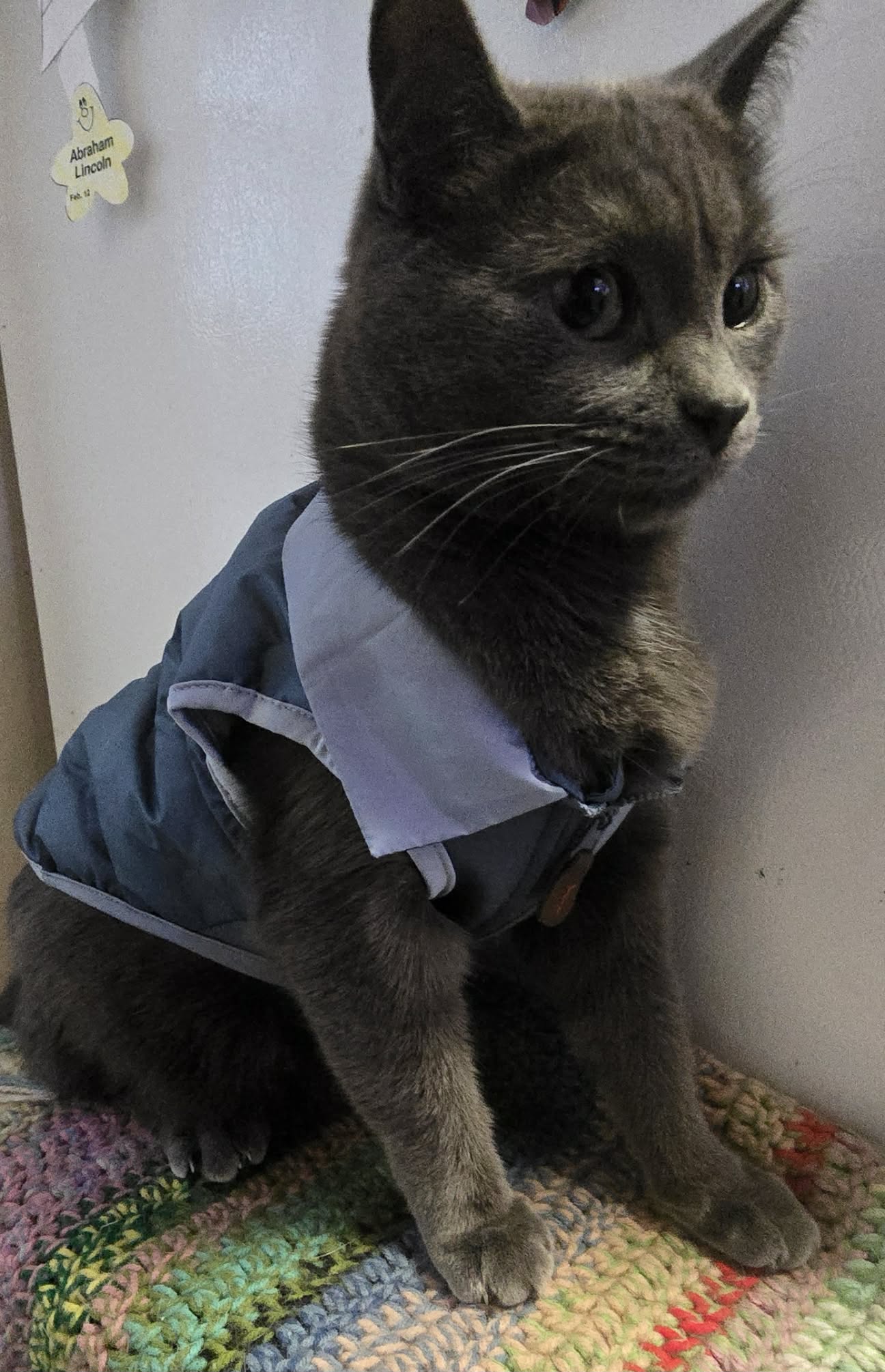 Dark gray cat in a blue vest sits upright on a knitted blanket.