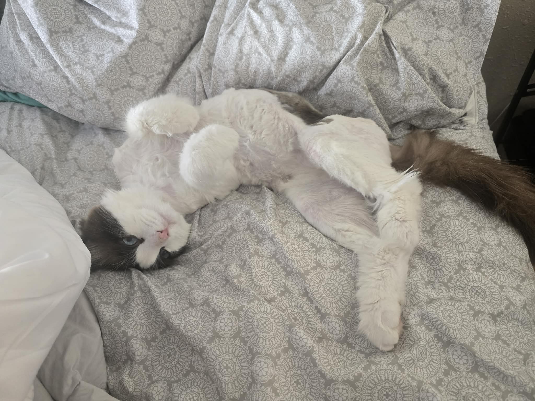 White-and-gray blue-eyed cat lies on its back on patterned bedding.