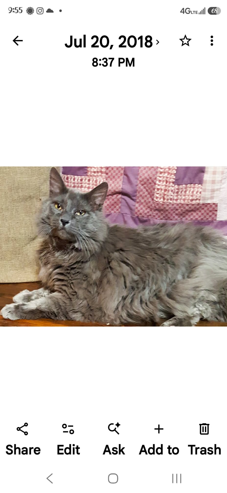 Fluffy solid gray cat lies on a wood floor by a purple quilt.