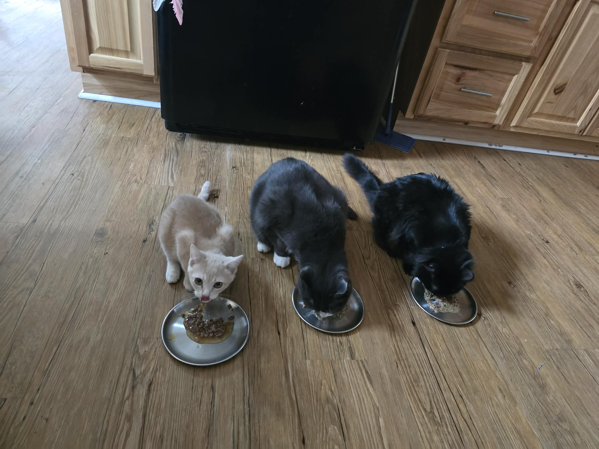 Buff kitten, gray cat, and black cat eat from metal dishes on a kitchen floor.