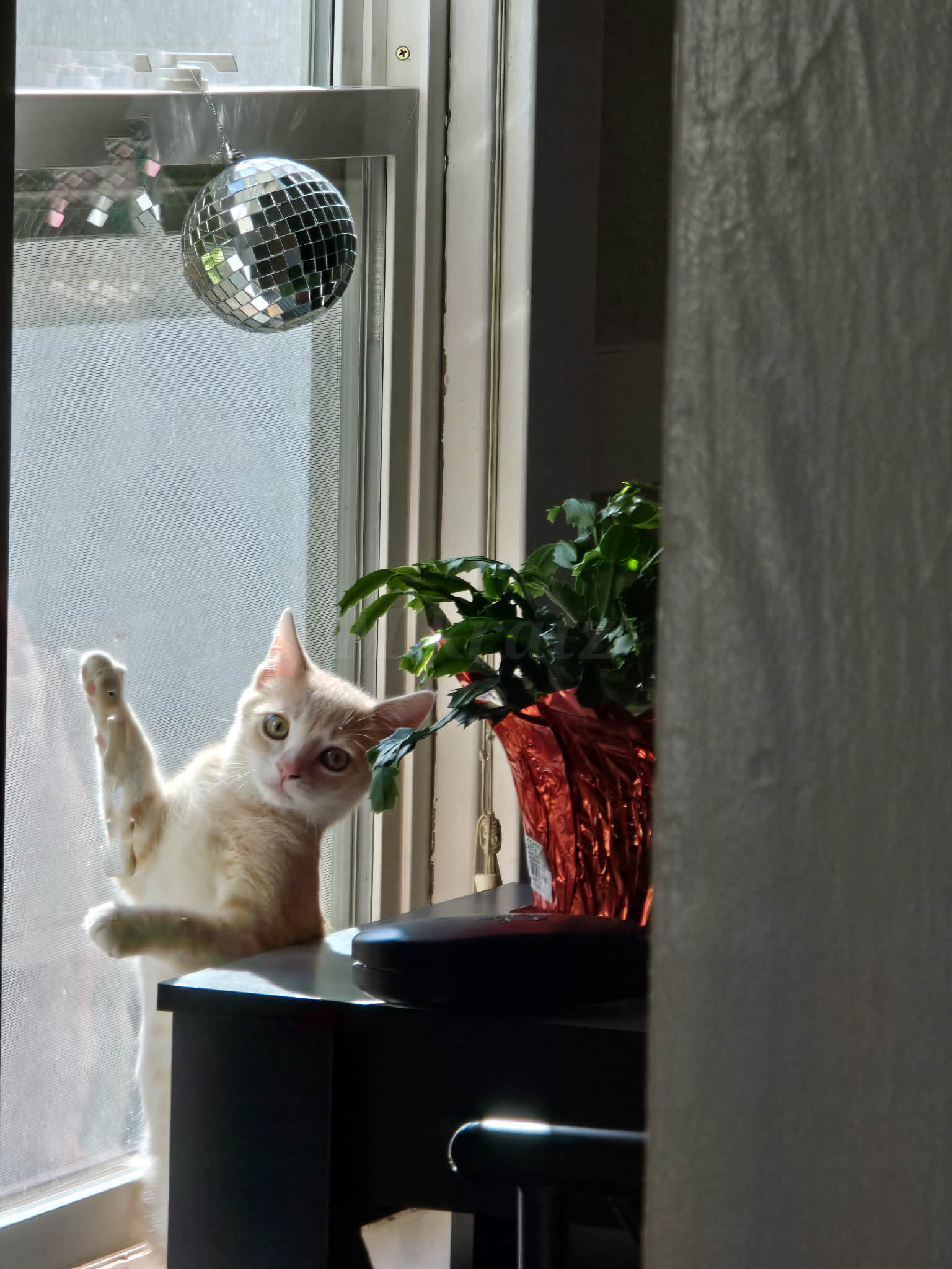 Buff tabby stands on hind legs against a window screen, looking back.