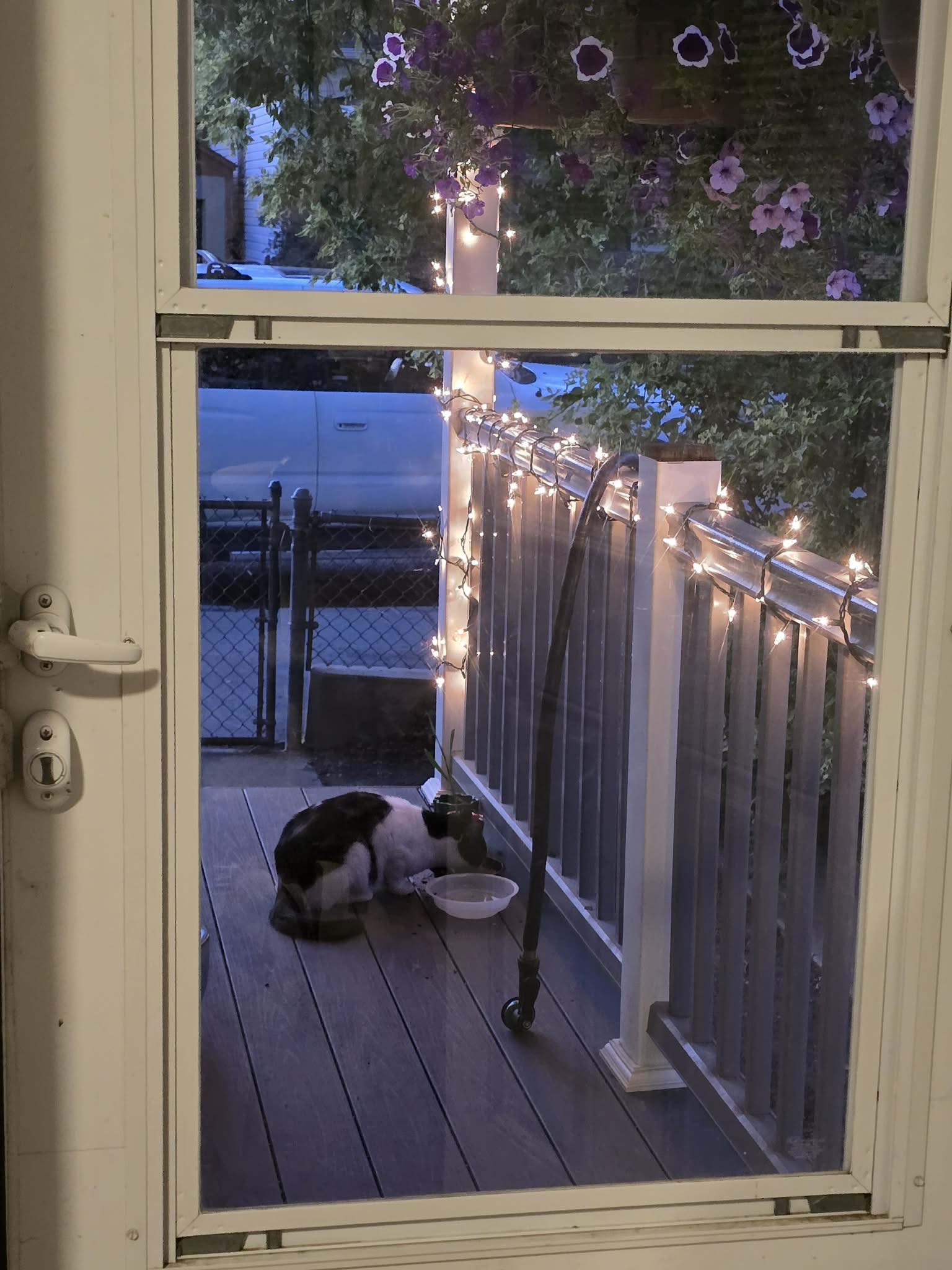 Black-and-white cat crouches eating from a bowl on a lit porch.