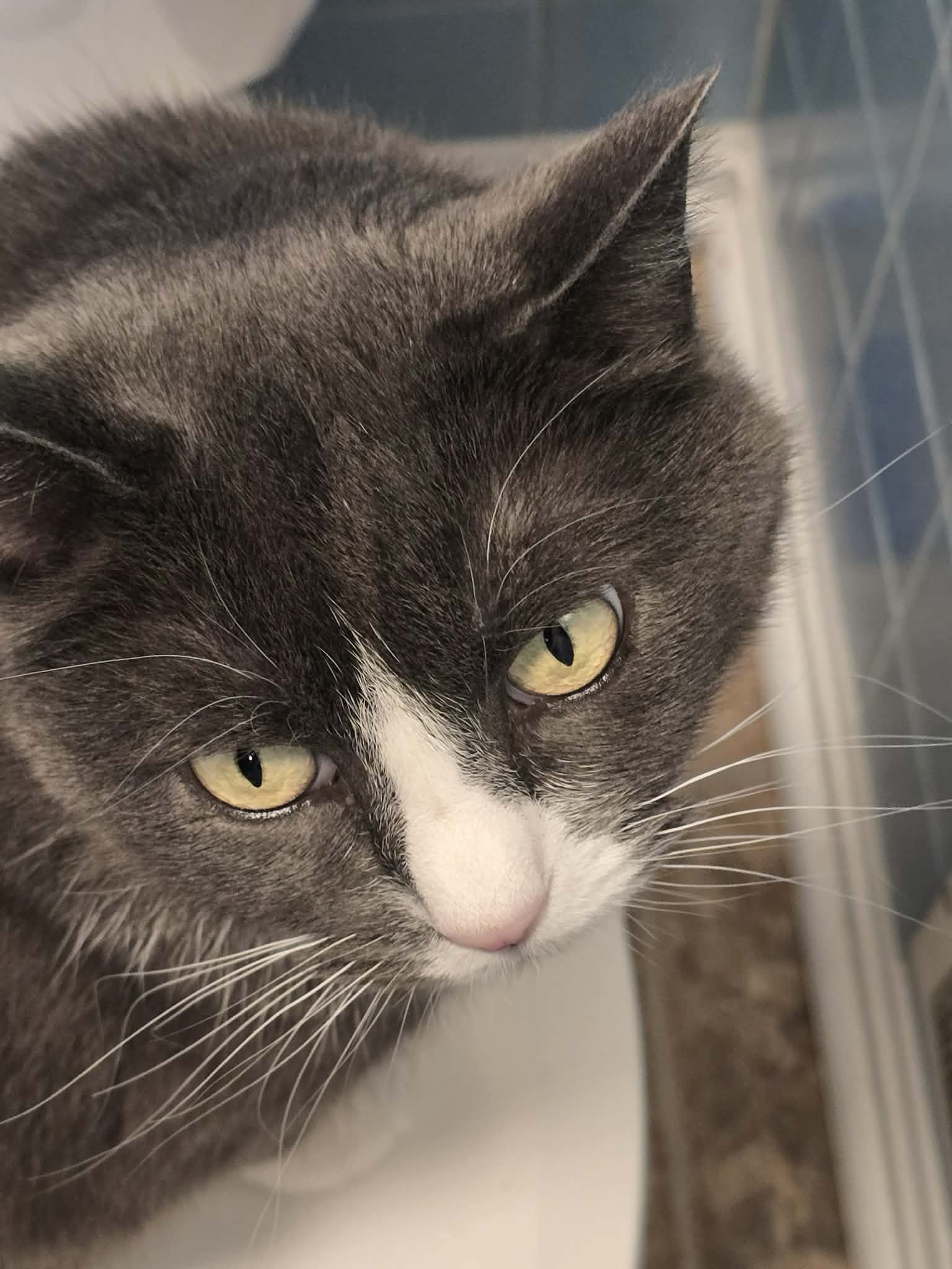 Dark gray-and-white cat looks downward near blue wall tiles indoors.