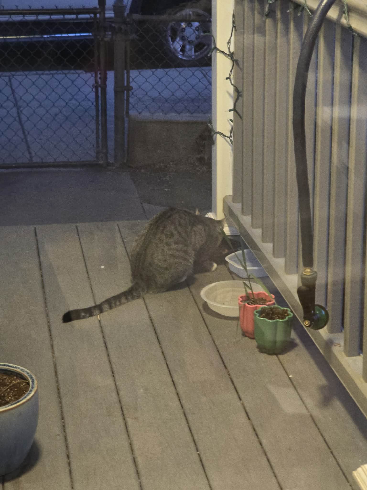 Gray tabby eats from a blue bowl on an outdoor wooden deck at dusk.
